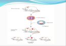 [발생공학] 형질전환 동물 transgenic animal.PPT자료 6페이지