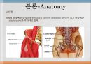THRA PPT Anatomy 와 관련질환 수술방법  10페이지