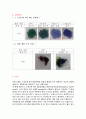 도정도에 따른 MG 염색법, 찹쌀 멥쌀 구분 실험 5페이지