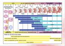 [아동발달] 수정 & 태내기 발달 단계 -수정의 방법, 착상의 방법, 태내기 개념, 발달 단계(발아기, 배아기, 태아기), 태내 연령에 따른 태내 발달.ppt 13페이지