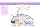 [비만 심리학] 심리학 측면에서 바라본 비만의 특징과 현 실태 및 비만문제 영향, 특징, 해결방안과 전망 레포트 12페이지