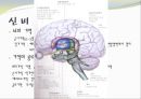 중추신경계, 체성신경계, 자율 신경계에 대한 이해 (신비 파헤치기 : 뇌, 중추신경계: 척수, 체성신경계, 자율신경계, 신비 파헤치기 : 초능력자).PPT자료 1페이지