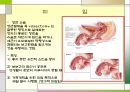 원치 않는 임신과 낙태, 그리고 피임 (낙태의 정의, 원인, 현황 및 부작용, 낙태 여성을 위한 사회적 제도 & 피임의 정의 및 목적, 피임에 대한 인식, 피임 방법과 잘못된 상식).PPT자료 16페이지