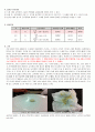 [식품 가공 실습] 소맥분의 글루텐량 측정 3페이지