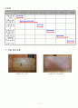 기초전자회로및실험 전자주사위 [TeamProject] - 작품 선정 및 배경 및 목적, 주요 소요 부품 및 예산 지출 4페이지