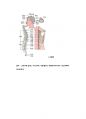 경락미용 -12가지의 수요경락과 독맥, 임맥 등의 단계 및 역할이해 10페이지