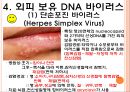 [(미생물학 A+ 발표자료)] 의학적으로 중요한 바이러스 (바이러스의 구조와 분류, 바이러스의 증식, 진행과정, 외피비보유 DNA 바이러스, 외피보유 DNA 바이러스).pptx 17페이지