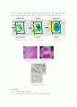 생물학 실험 - 삼투와 물질 이동 2페이지