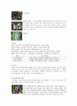 원예작물학2, 근처 화원에서 거래되는 화훼의 종류를 조사하고 체계적으로 분류함 (30점). 8페이지