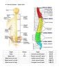 1-1-2 의약학용어(MEDICAL TERMINOLOGY) (Cardiovascular System, Urinary System, Nervous System, Skeletal System, Combining forms, Prefixes and Terminology) 8페이지