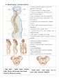 1-1-2 의약학용어(MEDICAL TERMINOLOGY) (Cardiovascular System, Urinary System, Nervous System, Skeletal System, Combining forms, Prefixes and Terminology) 14페이지