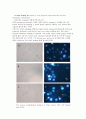 LAB 02: 대장균으로부터 chromosomal DNA의 분리 4페이지