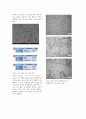 Al-Si 합금 주조 실험(논문형식) SEM 및 EDS 분석 자료 포함 10페이지