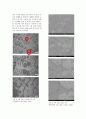 Al-Si 합금 주조 실험(논문형식) SEM 및 EDS 분석 자료 포함 15페이지