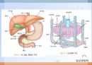 간, 담낭 및 췌장 질환(임상영양학, 간질환, 담도계질환, 췌장질환) PPT, 파워포인트 3페이지
