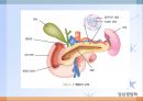 간, 담낭 및 췌장 질환(임상영양학, 간질환, 담도계질환, 췌장질환) PPT, 파워포인트 37페이지