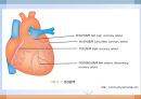 심혈관계 질환(임상영양학, 심장의구조, 고혈압, 이상지혈증, 동맥경화증, 심장질환, 뇌졸증) PPT, 파워포인트 4페이지