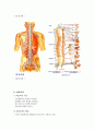 인체 구조와 기능: 인체 구조와 기능의 이해 15페이지