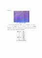 [생화학 실험 최종 레포트] 유전자 재조합 단백질 정제 및 분석 - Cell culture, Bradford, SDS PAGE, Affinity chromatography , UV 흡광도 과정 및 결과 이론
 11페이지