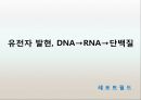 유전자 발현, DNA→RNA→단백질,전사-DNA 정보가 mRNA로.pptx 1페이지
