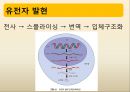 유전자 발현, DNA→RNA→단백질,전사-DNA 정보가 mRNA로.pptx 3페이지