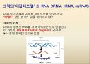 유전자 발현, DNA→RNA→단백질,전사-DNA 정보가 mRNA로.pptx 6페이지