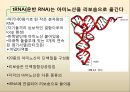 유전자 발현, DNA→RNA→단백질,전사-DNA 정보가 mRNA로.pptx 7페이지