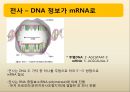 유전자 발현, DNA→RNA→단백질,전사-DNA 정보가 mRNA로.pptx 10페이지
