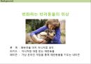 [반려견 마케팅 전략] MADE WITH LOVE 반려동물 가족을 위한 제품&서비스.ppt 8페이지