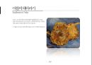 고흐(Vincent van Gogh)가 그린 해바라기는 몇 송이일까?.pptx 3페이지