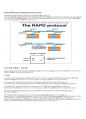 PCR의 종류와 활용 &고려사항 총정리본!! [유전공학&실험A+] 5페이지
