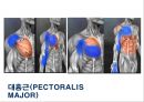 02. 가슴 근육 (chest muscle)의 기시, 정지 , 작용 , TP사진, 기능적 단위 등.pptx 2페이지