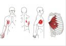 02. 가슴 근육 (chest muscle)의 기시, 정지 , 작용 , TP사진, 기능적 단위 등.pptx 17페이지