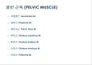 03. 골반 근육 (pelvic muscle)의 기시, 정지 , 작용 , TP사진, 기능적 단위 등.pptx 1페이지