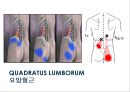 03. 골반 근육 (pelvic muscle)의 기시, 정지 , 작용 , TP사진, 기능적 단위 등.pptx 2페이지