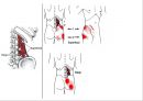 03. 골반 근육 (pelvic muscle)의 기시, 정지 , 작용 , TP사진, 기능적 단위 등.pptx 3페이지