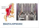 03. 골반 근육 (pelvic muscle)의 기시, 정지 , 작용 , TP사진, 기능적 단위 등.pptx 8페이지