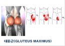 03. 골반 근육 (pelvic muscle)의 기시, 정지 , 작용 , TP사진, 기능적 단위 등.pptx 17페이지