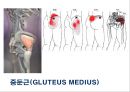 03. 골반 근육 (pelvic muscle)의 기시, 정지 , 작용 , TP사진, 기능적 단위 등.pptx 21페이지