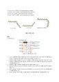 DNA 농도 측정 및 플라스미드 (plasmid), 전기영동법 (gel electrophorosis) 2페이지