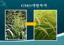 GMO(유전자遺傳子변형체) 용어, GMO 과정, GMO 종류, GMO 긍정영향, GMO 부정영향, GMO 문제점 및 나아갈 방향 4페이지