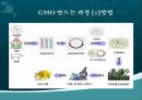 GMO(유전자遺傳子변형체) 용어, GMO 과정, GMO 종류, GMO 긍정영향, GMO 부정영향, GMO 문제점 및 나아갈 방향 7페이지