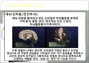 [PPT, 발표發表자료]뇌 연구의 필요성과 미술치료의 상관관계, 미술치료와 뇌연구, 뇌와 미술치료 방법 6페이지