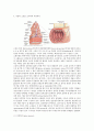 사람의 식도, 위, 간, 소장, 대장의 조직학적 설명 7페이지