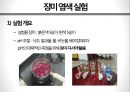 화려한 변신, 안토시아닌antocyanine production 의 효과 23페이지