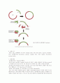 예비豫備 DNA 제한효소 2페이지