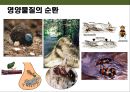 곤충의 이해(곤충의 구조.곤충의 번성이유.생태계에서의 역할.익충.해충.식량자원) 11페이지