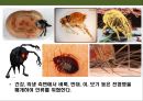 곤충의 이해(곤충의 구조.곤충의 번성이유.생태계에서의 역할.익충.해충.식량자원) 20페이지