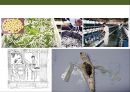 곤충의 이해(곤충의 구조.곤충의 번성이유.생태계에서의 역할.익충.해충.식량자원) 28페이지