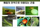 곤충의 이해(곤충의 구조.곤충의 번성이유.생태계에서의 역할.익충.해충.식량자원) 29페이지